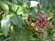 Herbal Remedies For Herniated Disc